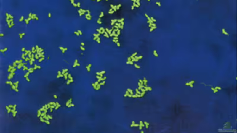 Pflanzen im Aquarium Becken 10459 von Christian Wertebach (11)