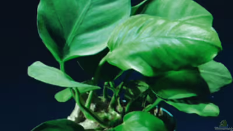 Pflanzen im Aquarium Becken 10459 von Christian Wertebach (3)