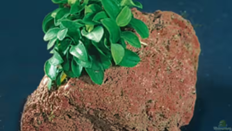 Pflanzen im Aquarium Becken 10459 von Christian Wertebach (4)