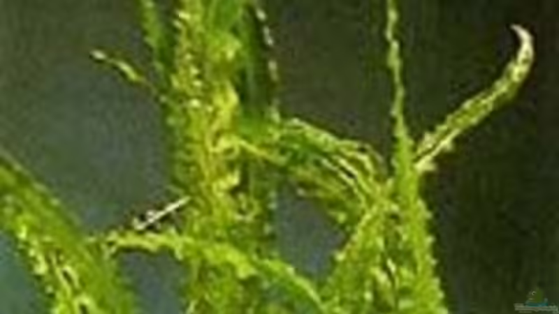 Pflanzen im Aquarium Becken 10459 von Christian Wertebach (5)