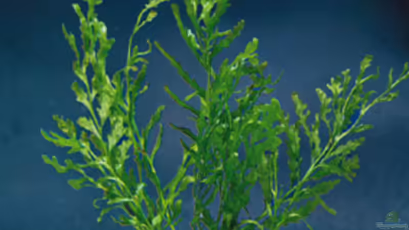 Pflanzen im Aquarium Becken 10459 von Christian Wertebach (6)