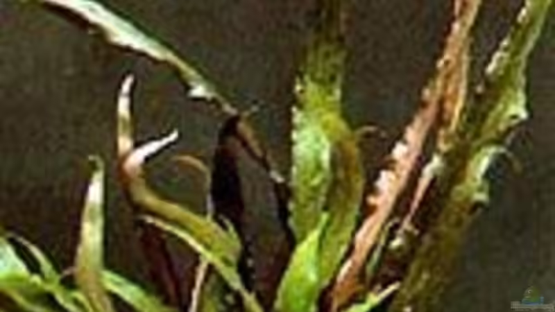 Pflanzen im Aquarium Becken 10459 von Christian Wertebach (8)