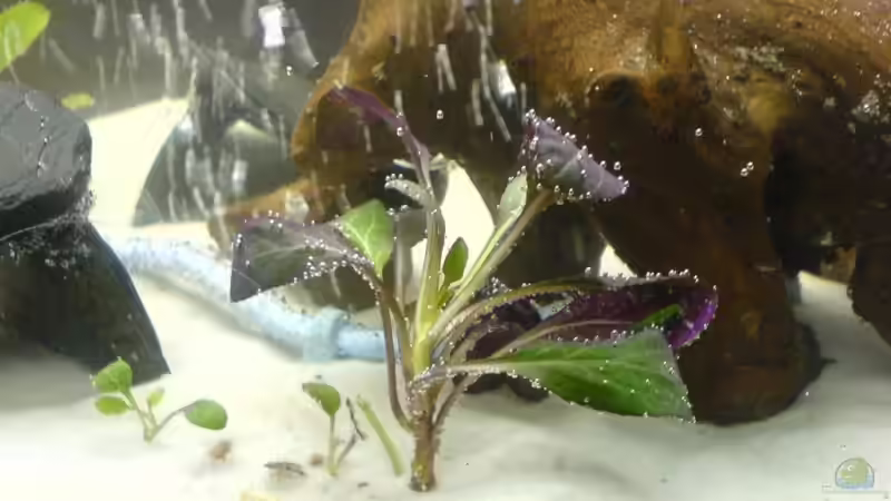 Pflanzen im Aquarium Becken 10475 von Oli (5)