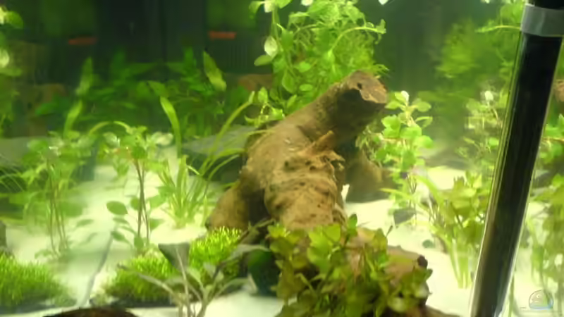 Pflanzen im Aquarium Becken 10475 von Oli (7)