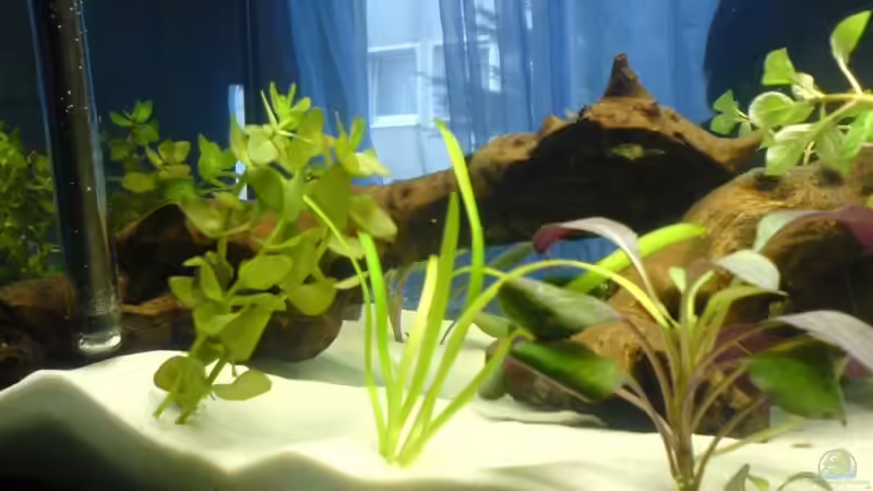 Pflanzen im Aquarium Becken 10475 von Oli (9)