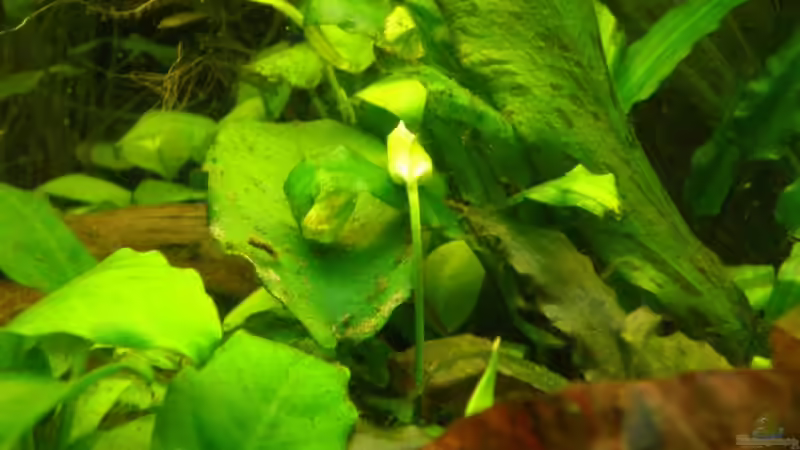 Pflanzen im Aquarium Becken 10482 von Jumper (10)