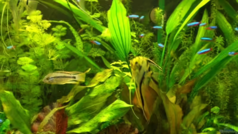 Pflanzen im Aquarium Becken 10482 von Jumper (8)