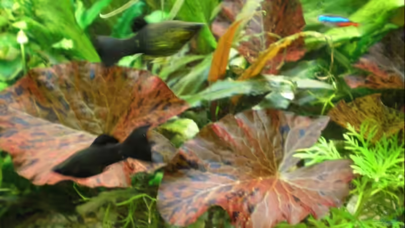 Pflanzen im Aquarium Becken 10482 von Jumper (9)