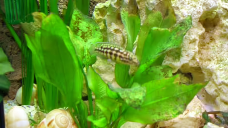 Pflanzen im Aquarium Becken 10576 von Uwe Baumgarten (13)