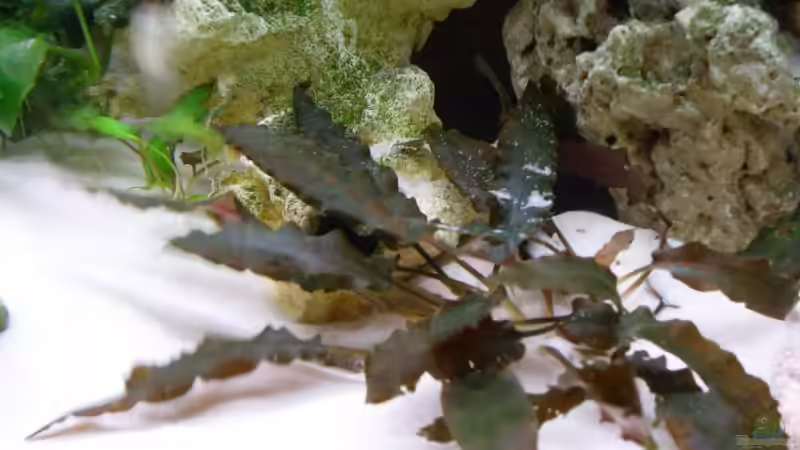 Pflanzen im Aquarium Becken 10576 von Uwe Baumgarten (15)