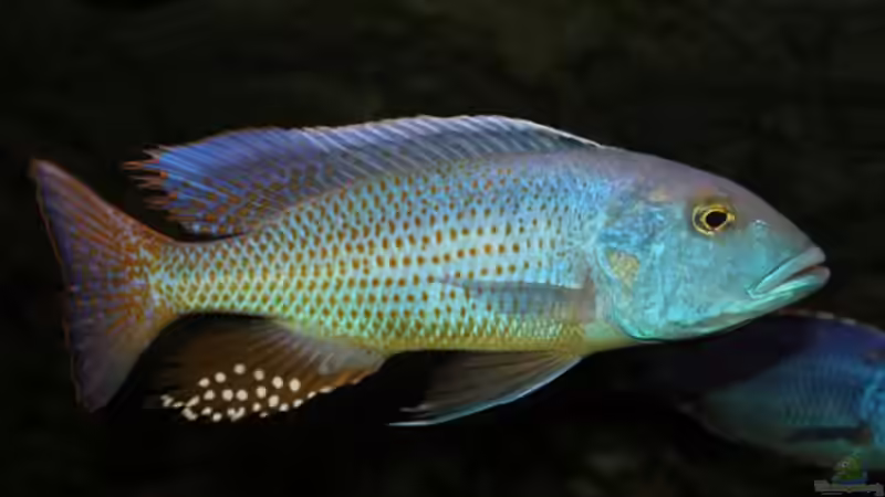 Pflanzen im Aquarium Becken 10590 von Wietze Bron (36)