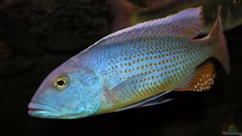 Pflanzen im Aquarium Becken 10590 von Wietze Bron (38)