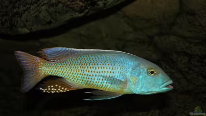 Pflanzen im Aquarium Becken 10590 von Wietze Bron (39)