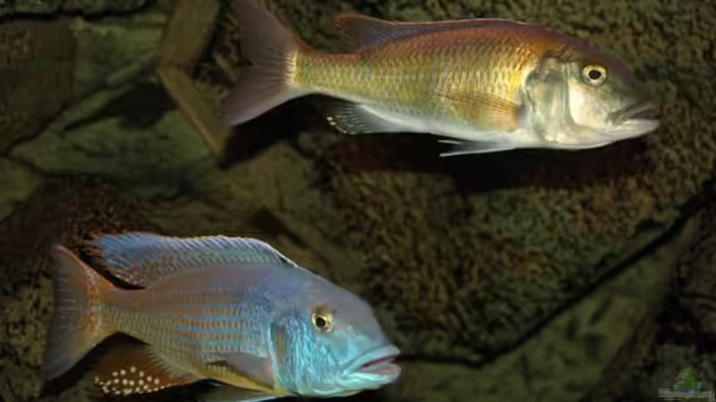 Pflanzen im Aquarium Becken 10590 von Wietze Bron (40)