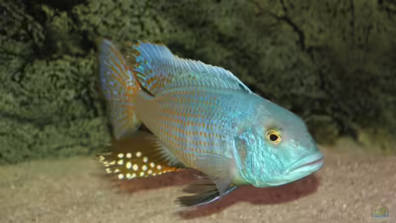 Pflanzen im Aquarium Becken 10590 von Wietze Bron (41)