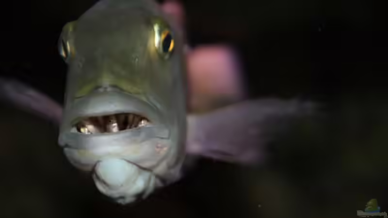 Pflanzen im Aquarium Becken 10590 von Wietze Bron (42)