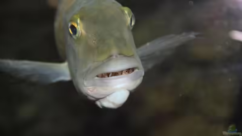 Pflanzen im Aquarium Becken 10590 von Wietze Bron (43)