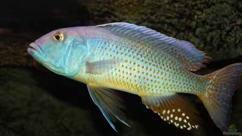 Pflanzen im Aquarium Becken 10590 von Wietze Bron (44)