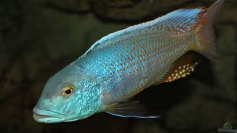 Pflanzen im Aquarium Becken 10590 von Wietze Bron (45)