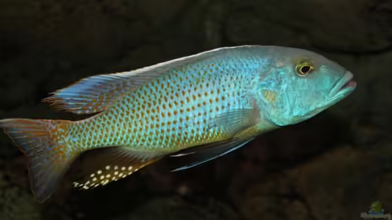 Pflanzen im Aquarium Becken 10590 von Wietze Bron (46)