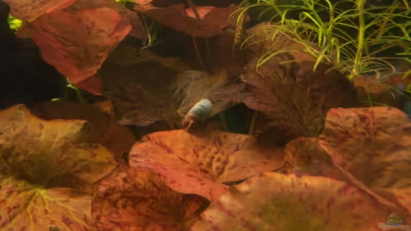 Pflanzen im Aquarium Becken 10592 von Dani B (3)