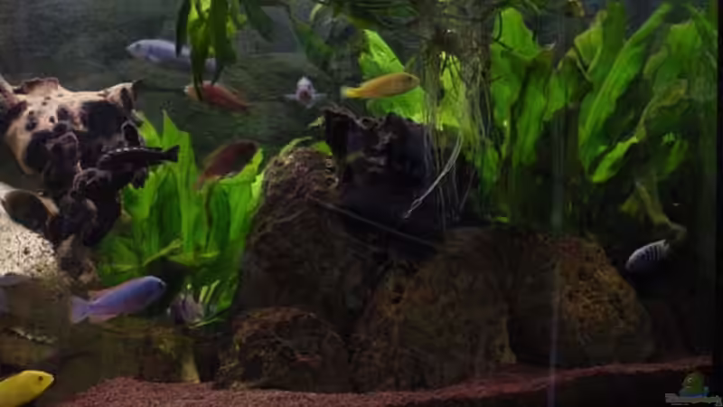 Pflanzen im Aquarium Becken 106 von David Daniel (4)