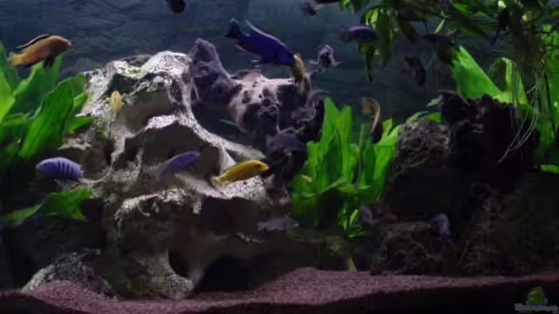 Pflanzen im Aquarium Becken 106 von David Daniel (5)