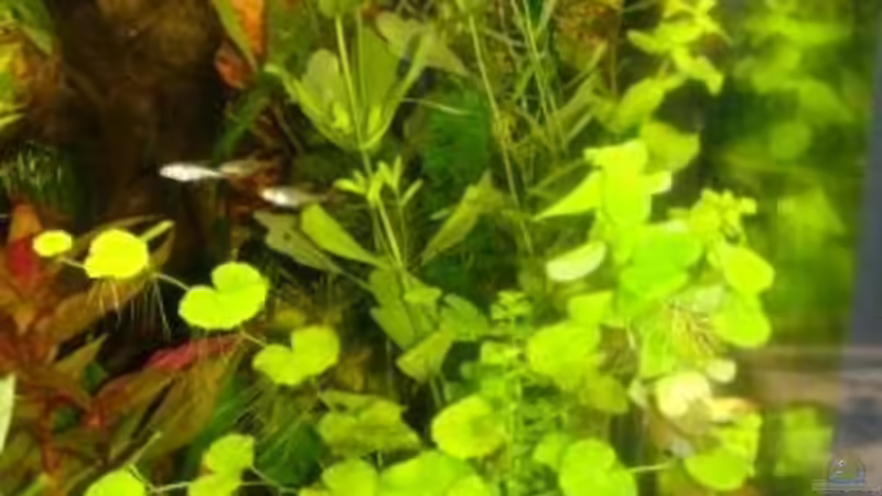 Pflanzen im Aquarium Becken 10639 von Samsa (11)