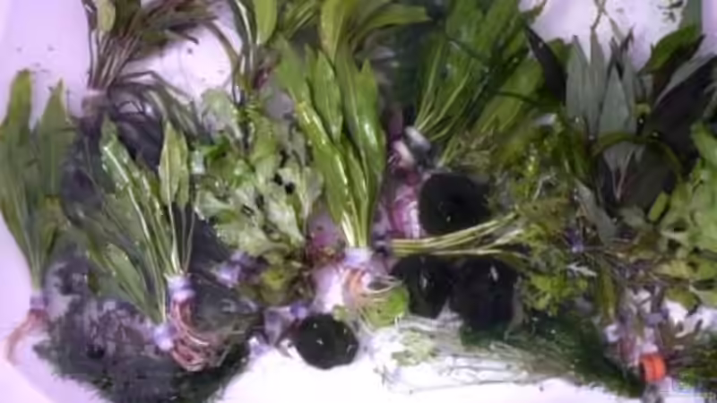 Pflanzen im Aquarium Becken 10639 von Samsa (12)