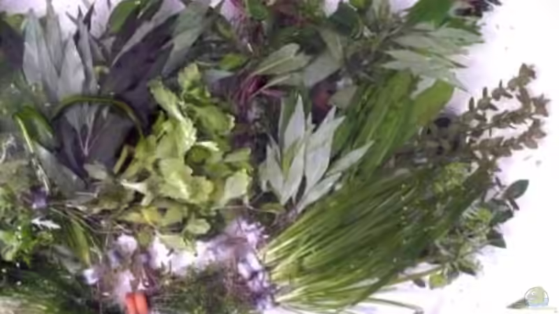 Pflanzen im Aquarium Becken 10639 von Samsa (13)