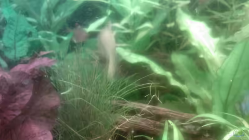 Pflanzen im Aquarium Becken 10651 von Christoph Leuschner (3)