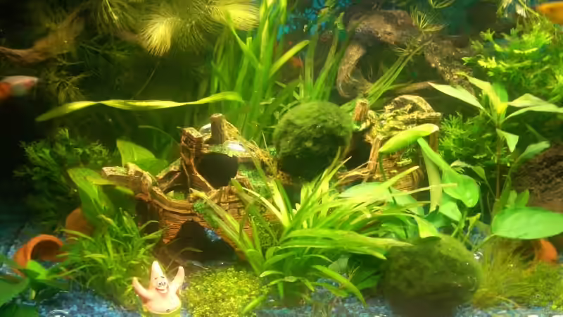 Pflanzen im Aquarium Becken 10661 von Stifflersmom76 (10)