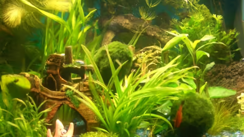 Pflanzen im Aquarium Becken 10661 von Stifflersmom76 (7)