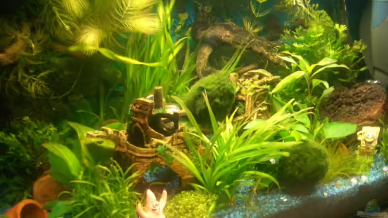 Pflanzen im Aquarium Becken 10661 von Stifflersmom76 (8)