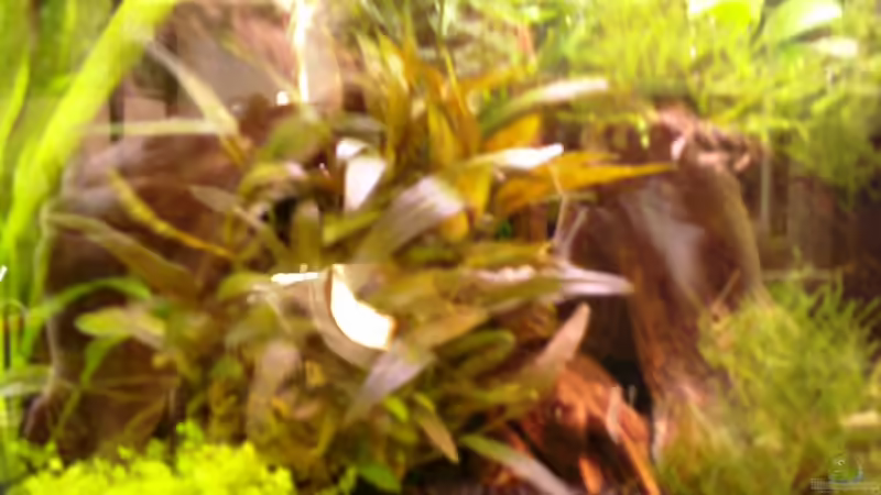 Pflanzen im Aquarium Becken 10667 von BJ210879 (3)