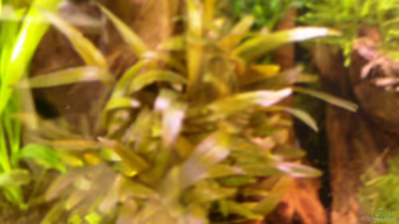Pflanzen im Aquarium Becken 10667 von BJ210879 (4)