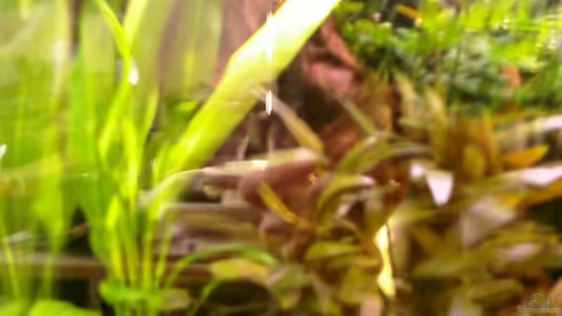 Pflanzen im Aquarium Becken 10667 von BJ210879 (7)