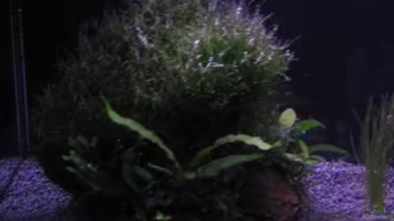 Pflanzen im Aquarium Becken 10672 von Mathias Schlett (3)