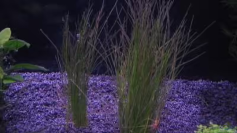 Pflanzen im Aquarium Becken 10672 von Mathias Schlett (4)