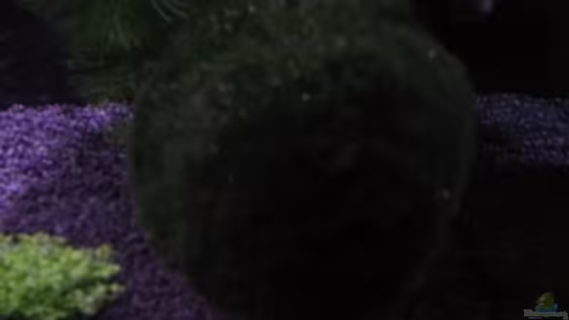 Pflanzen im Aquarium Becken 10672 von Mathias Schlett (5)