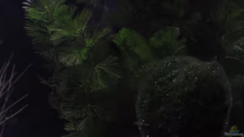 Pflanzen im Aquarium Becken 10672 von Mathias Schlett (6)