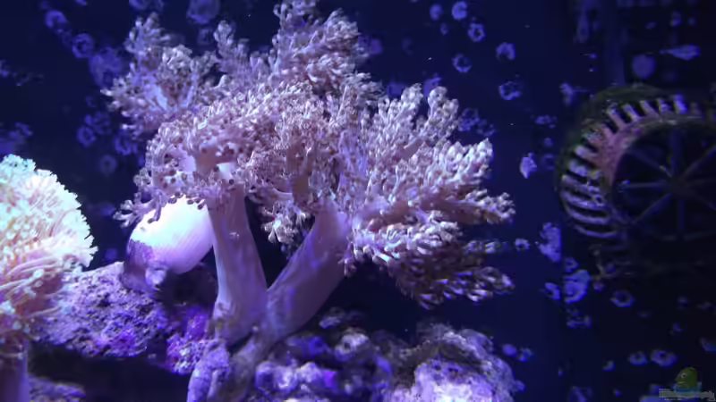 Pflanzen im Aquarium Becken 10673 von Mathias Schlett (10)