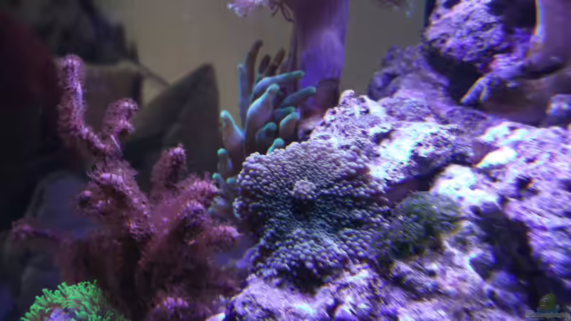 Pflanzen im Aquarium Becken 10673 von Mathias Schlett (11)