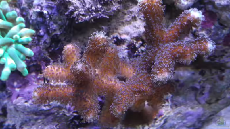 Pflanzen im Aquarium Becken 10673 von Mathias Schlett (5)