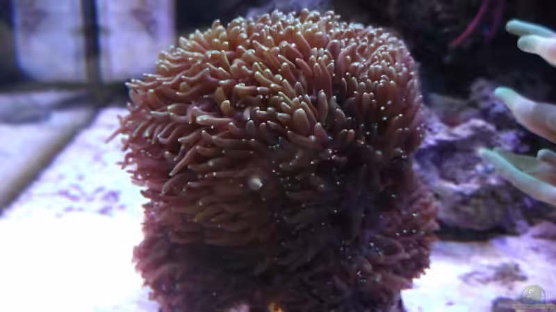 Pflanzen im Aquarium Becken 10673 von Mathias Schlett (6)