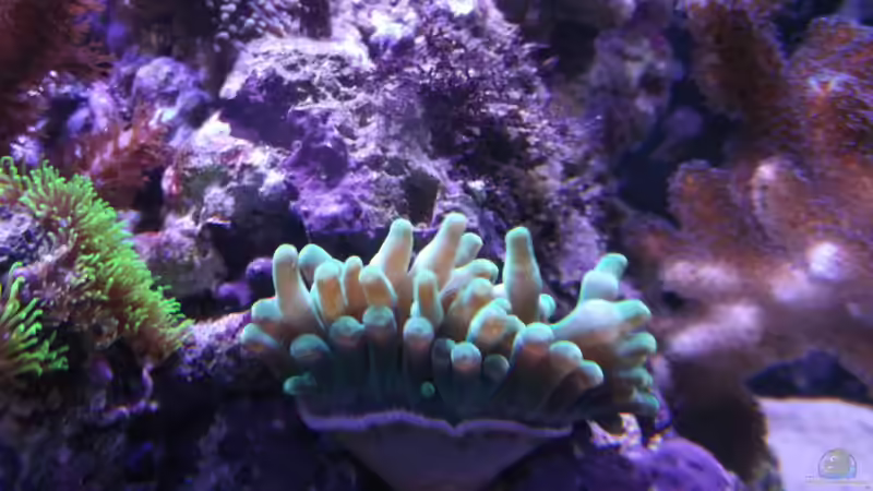 Pflanzen im Aquarium Becken 10673 von Mathias Schlett (7)