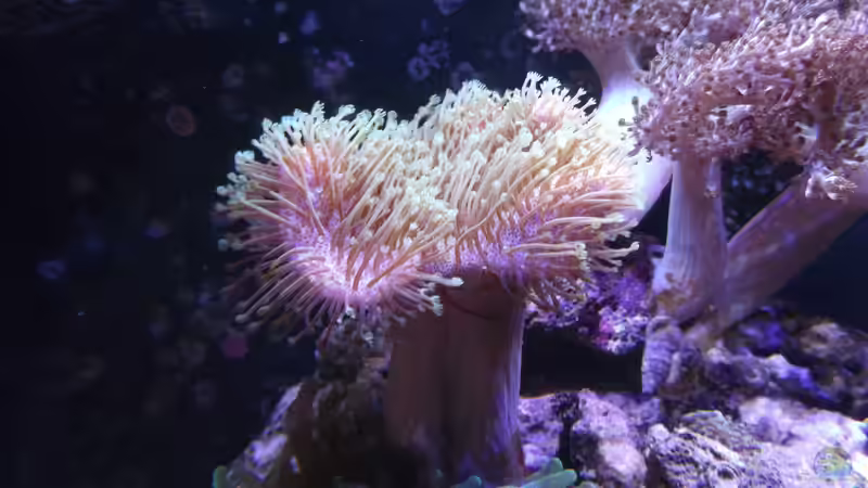 Pflanzen im Aquarium Becken 10673 von Mathias Schlett (9)