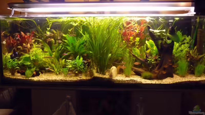 Pflanzen im Aquarium Becken 10729 von Schildi (7)