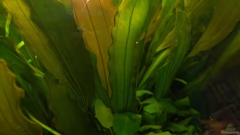 Pflanzen im Aquarium Becken 10737 von Wiebke Bielefeld (6)