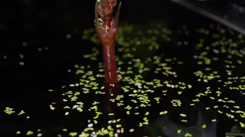 Pflanzen im Aquarium Becken 10737 von Wiebke Bielefeld (8)